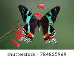 Madagascan Sunset Moth (Chrysiridia rhipheus) ,World