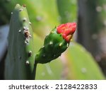 Red Flower Of  Cochineal Nopal...