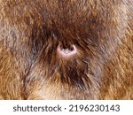 Small photo of Infected wound on the dog's skin ,Dog skin wounds, wounds caused by the bite,abscess. wound, Blisters with pus on the dog's skin