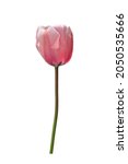 Pink Tulip Plant Flower On...