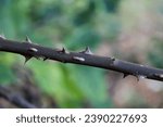 Small photo of Thorns that inflict pain on unsuspecting humans