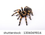 Spider tarantula brachipelma...
