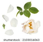 Isolated Single White Rose...