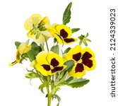 Small photo of Isolated bouquet of yellow pansy flowers on white background. Anny's eyes