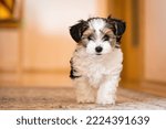 biewer yorkshire terrier puppy in the interior of the house on a blurred background