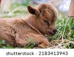 A baby goat rests in the shade.