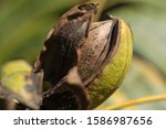 Close Up Of A Ripe Pecan Nut ...