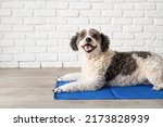 Pet care. Cute mixed breed dog lying on cool mat in hot day looking up, white brick wall background, summer heat