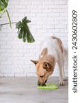 Small photo of cute dog using lick mat for eating food slowly. snack mat, licking mat for cats and dogs