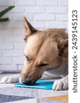 Small photo of cute dog using lick mat for eating food slowly. snack mat, licking mat for cats and dogs, licking peanut butter