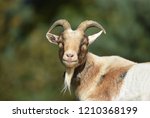 Billy Goat   Male Goat