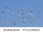 A Flock Of Racing Pigeons...