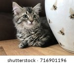 Tabby Kitten    Cat   Sitting...