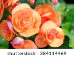 Numerous Bright Flowers Of...
