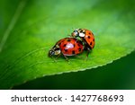 Two Ladybugs  Coccinellidae ...