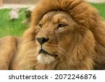 Small photo of A maned lion fullscreen portrait