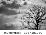 Small photo of Silhouette dead tree on dark dramatic sky background for scary or death. Halloween night. Hopeless, despair,sad and lament concept. Scary forest. Dramatic horror night on Halloween day background.