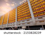 Chicken transport by truck from livestock farm to food factory. Poultry industry. Avian influenza A(H5) virus or H5 bird flu concept. Livestock transport by trailer. Chicken in yellow plastic crates.