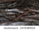 Small photo of Closeup banyan tree roots surround the tree. Banyan tree roots surrounding the trunk with organic texture. Banyan tree intricate roots. Nature closeup. Root system. Natural pattern of complex root.