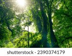 Small photo of Green tree forest with sunlight through green leaves. Natural carbon capture and carbon credit concept. Sustainable forest management. Trees absorb carbon dioxide. Natural carbon sink. Environment day