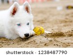 Little Cute White Husky  Puppy...