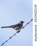 Small photo of Versatile Northern Mockingbird, Mimus polyglottos, captivating North American landscapes with its mimicry, melodious tunes, and sleek plumage.