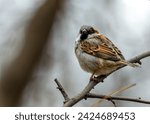 Small photo of The male House Sparrow (Passer domesticus) observed in El Retiro Park, Madrid, is a small bird with gray and chestnut plumage, often seen chirping and flitting among park foliage.