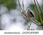 Small photo of Delicate songbird with an incredibly long tail, flitting amongst branches in Dublin's Botanic Gardens.