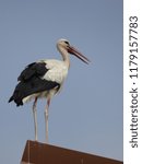 Small photo of white stork in a roof, Alsace, France.