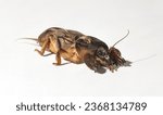 Small photo of Gryllotalpa, commonly known as the European mole cricket. An insect parasitizing agricultural plantations. On a white background.