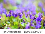 Spring Flowers. Violet Violets...