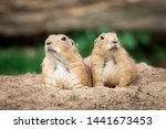 Prairie Dog In The Meadow