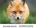 Portrait Of A Red Fox In The...