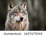 Portrait Of Grey Wolf In The...