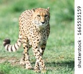 Small photo of A Guepard walks on the meadow