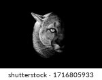 Cougar With A Black Background...
