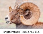 Big Horn Ram Showing Off His...