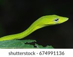 Small photo of Oriental Whip Snake