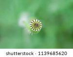 Small green poppy capsule (seed head) on green background