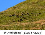 Herd Of Wildebeest Grazing On A ...