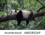 Panda bear sleeping on a tree...