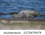 Small photo of A mugger crocodile (Crocodylus palustris) is a medium-sized broad-snouted crocodile, also known as mugger and marsh crocodile, spotted in the waters of Jawai dam near Bera in Rajasthan, India