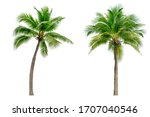 Coconut palm tree isolated on white background.