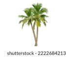 Coconut Palm Tree Isolated On...