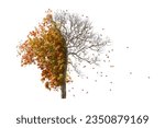 Autumn tree isolated on white...