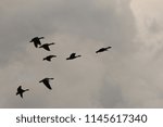 group wild  geese are  flying in formation in a stormy grey sky in winter