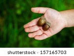 Brown acorns on the kids hand