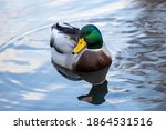Duck Swimming In A Pond