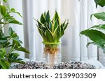 Sansevieria Trifasciata small aquatic plants. Houseplant care concept. Decoration on the desk. Indoor plant.