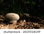 Common Puffball Mushroom Close...